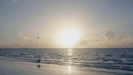 Amanecer-En-La-Playa-En-La-Orilla-Arenosa-Con-Siluetas-De-Pelícanos-Volando