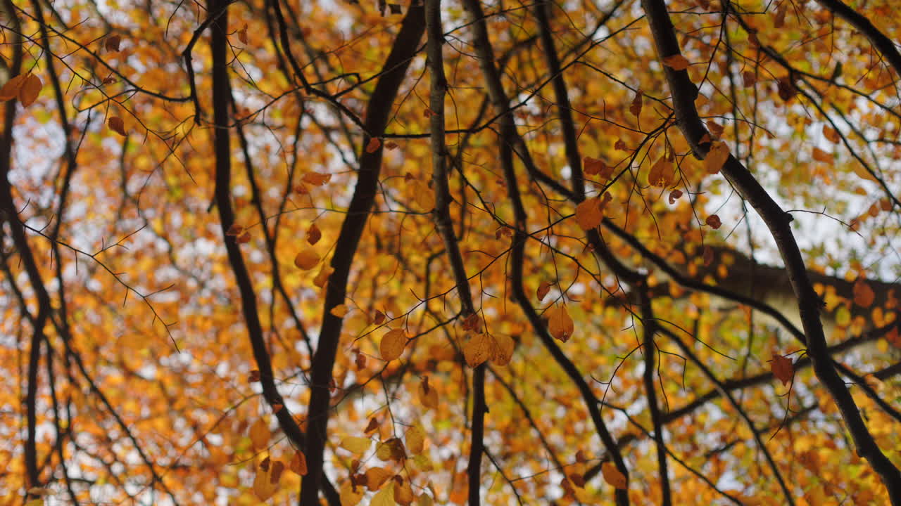 Red and gold autumn leaves stir softly against a clear sky