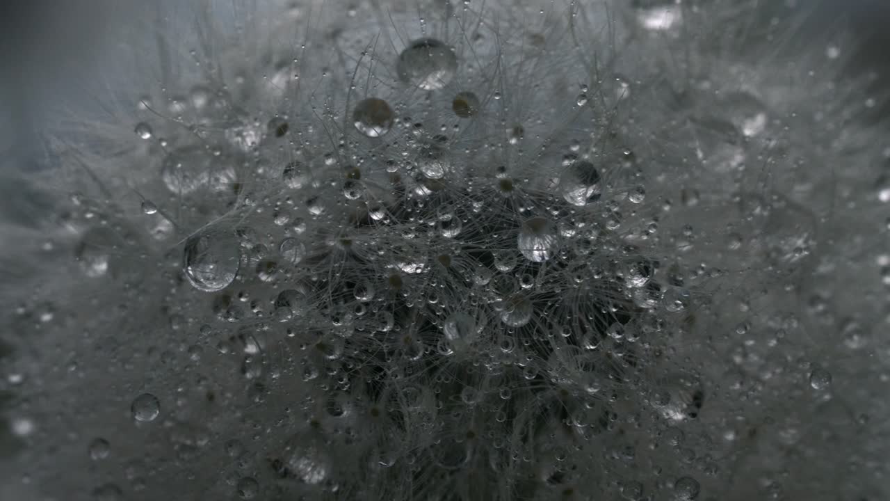 Dew-kissed Dandelion