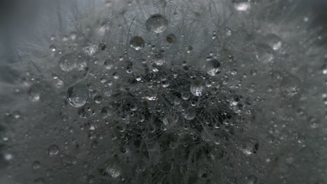 Dew-kissed Dandelion
