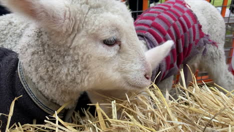 small baby lambs eat hay wearing cute knitted coats, close up