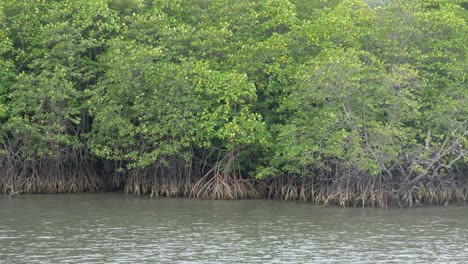 panning medium shot of mangrove forest in tropical wetland area