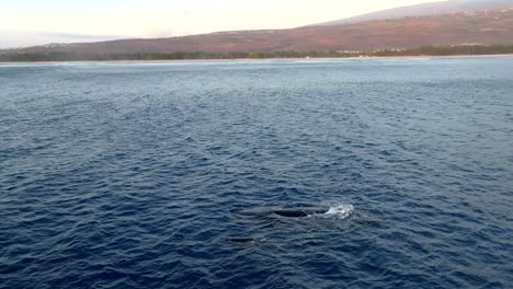 whale breathing in front of the coast, filmed with a drone, reunion island