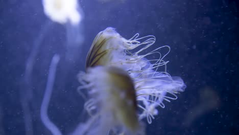 medusas nadando en agua en un acuario