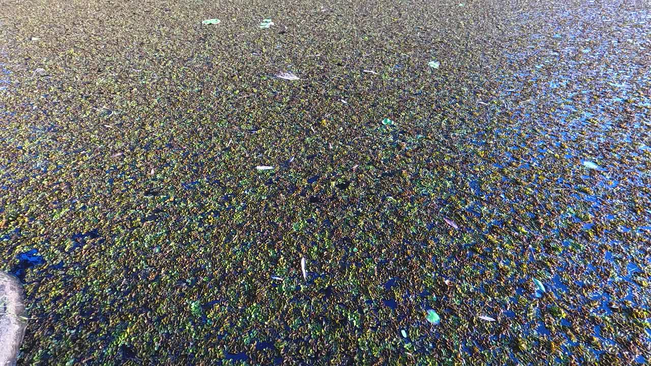 aguas tranquilas rodeadas de exuberante vegetación