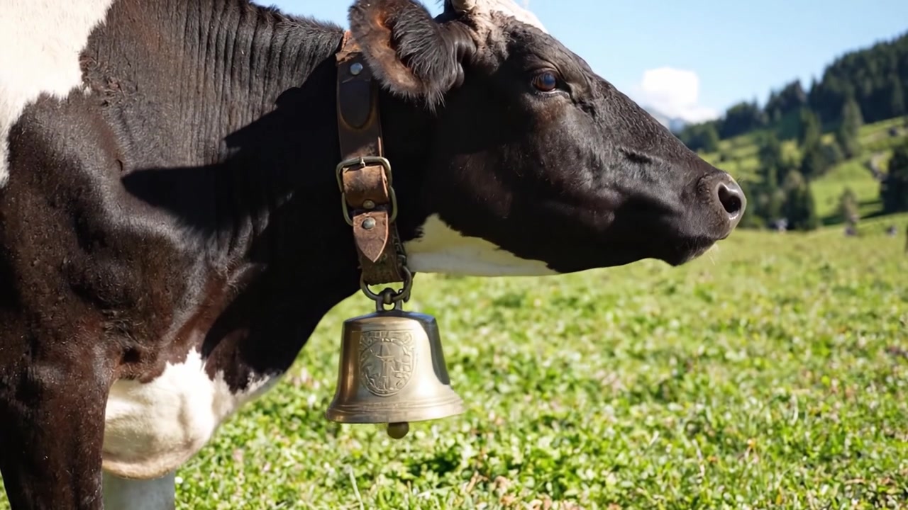 Primo piano di una mucca da latte marrone e bianca con una grande campana, al pascolo in un prato verde lussureggiante in una giornata di sole in campagna