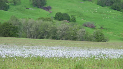 Kameraschwenk-Wildblumenwiese,-Camas-Blumen