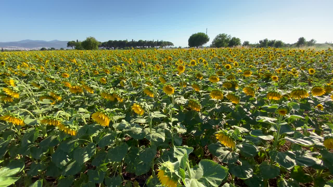 girasoles en flor y un campo