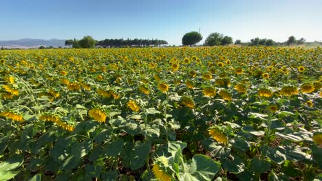 Girasoles-En-Flor-Y-Un-Campo