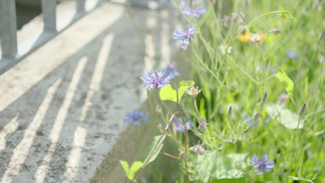 zooming in to a violet montana mountain flower growing near a concrete block in a garden