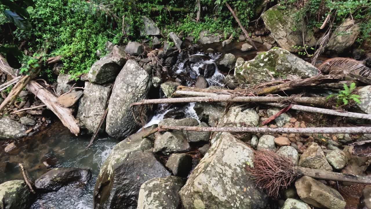 숲의 바위와 나무를 가로질러 흐르는 물
