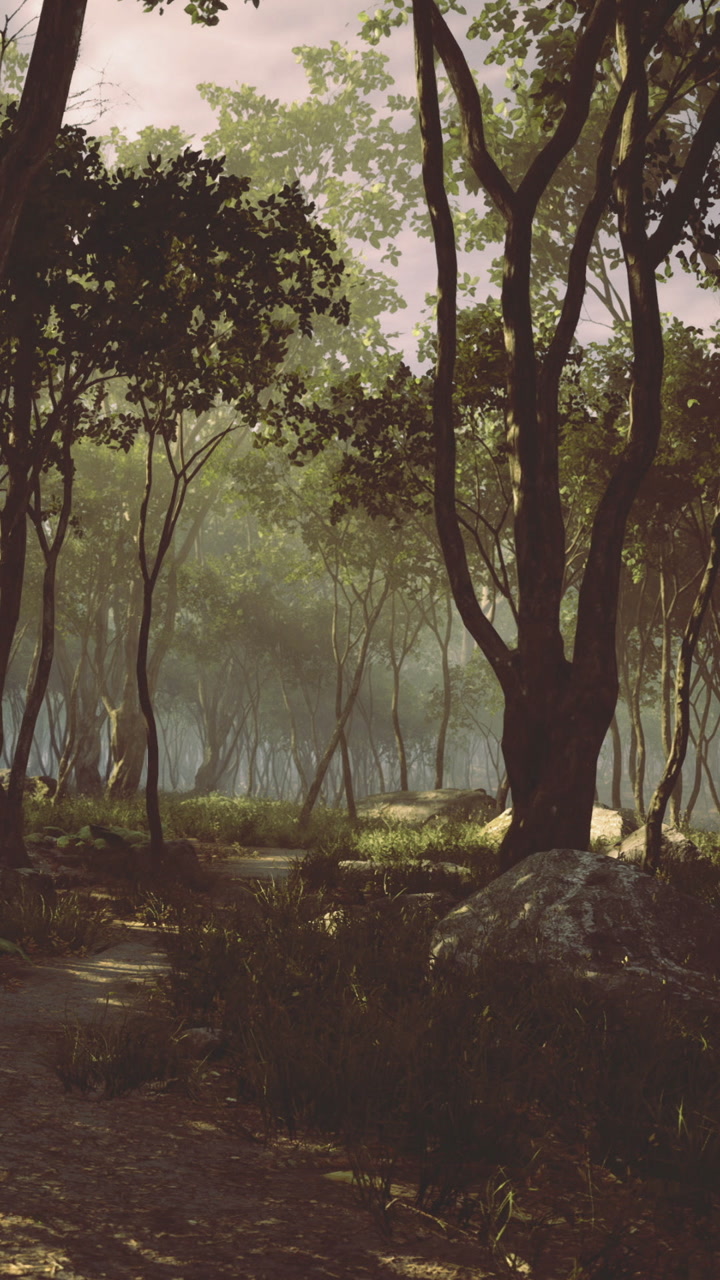 Trees and path in a quiet forest during the evening hours in nature