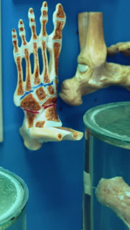 medical hall of the museum