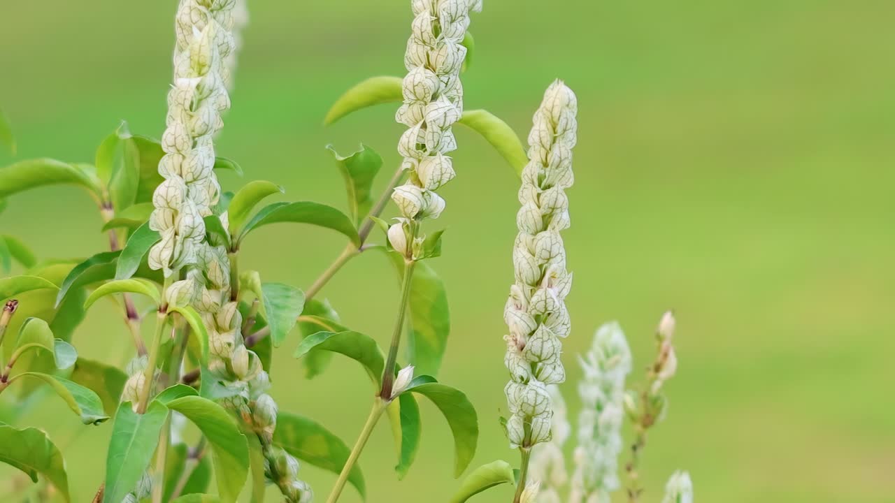 Close-up of tall white flower spikes with green leaves against a blurred grassy background.