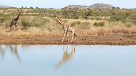 Giraffe-walking-to-the-water