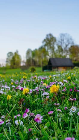 vertical timelapse of vibrant spring meadow with blooming wildflowers and peaceful countryside landscape views at sunset. golden hour sunshine casting a warm light over a field of flowers