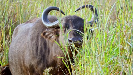 closeup of buffalo standing in tall grass and eating