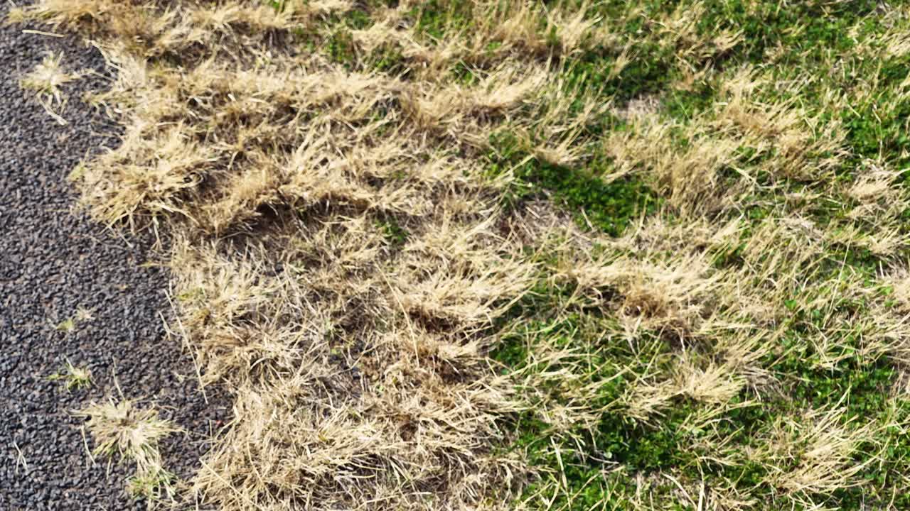 A drone camera slowly ascends above a dead kangaroo lying on the edge of an asphalt road bordered by dry grass, under bright daylight