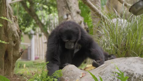 retrato de un gibón siamang sentado en el suelo, cavando con su mano