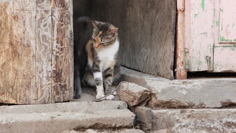 grey kitten pass by calico cat sitting at the old wooden door