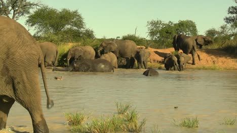 a smooth steady clip of a herd of elephants cooling off in the river, with a goose and her chicks passing by undisturbed