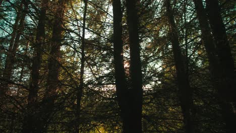 forrest and trees through the car window