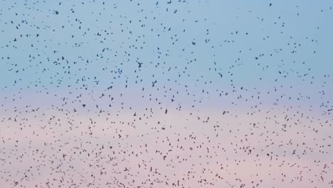 Los-Pájaros-Martin-Púrpura-Acuden-A-La-Isla-Al-Atardecer-Por-Millones