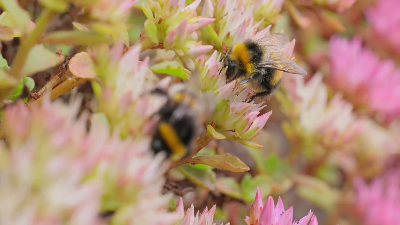el abejorro recoge el néctar de las flores en un día soleado. el abejorro en macro filmado en cámara lenta.