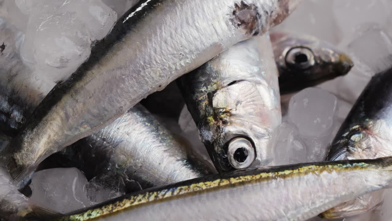 Fresh Sardines on Ice