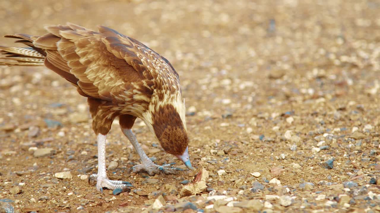 primer plano de caracara crestado norteño juvenil comiendo pan en el desierto, cámara lenta