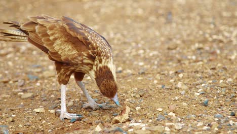 Primer-Plano-De-Caracara-Crestado-Norteño-Juvenil-Comiendo-Pan-En-El-Desierto,-Cámara-Lenta