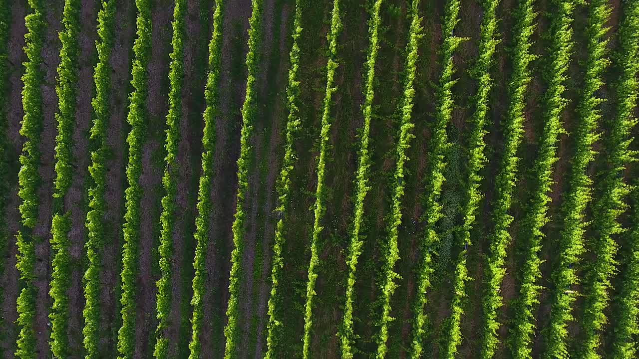 Right side moving bird eye low flying ascending drone aerial view of sunlit hop field growing green valley