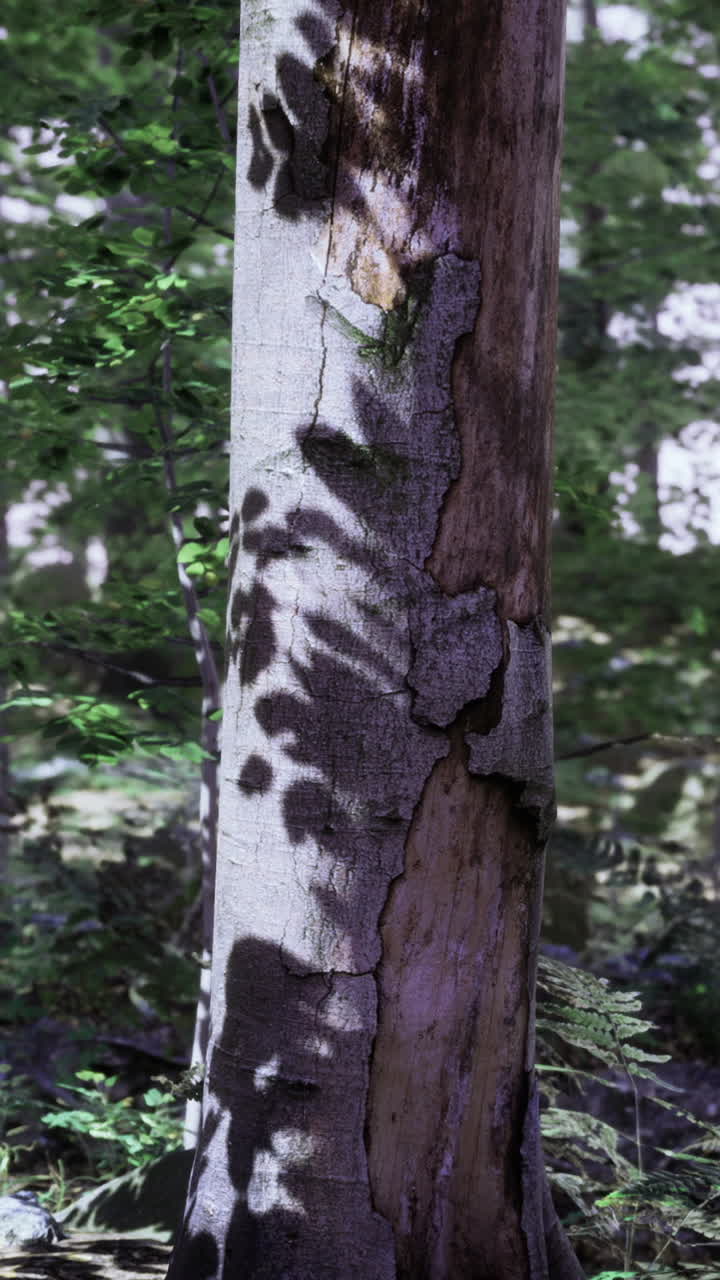Light weaves through leaves casting patterns on an old tree trunk