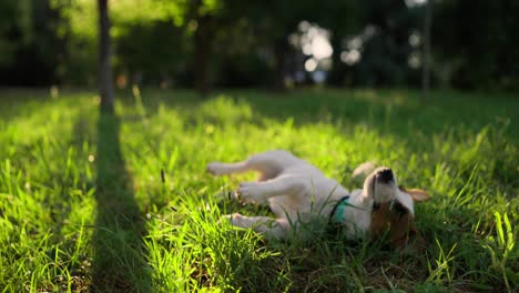 jack russell terrier playing in the grass