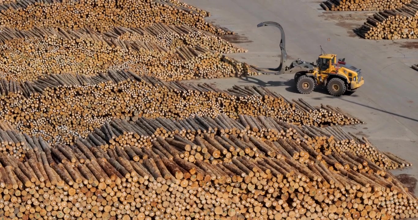 Waimahara Holzsteg, gelegen in der Shakespeare Bay, Picton. Die Holzindustrie ist ein wichtiger Wirtschaftszweig für Neuseeland.