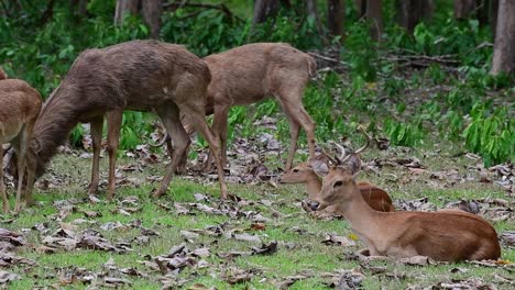 two sitting on the right side, others grazing during a windy summer afternoon