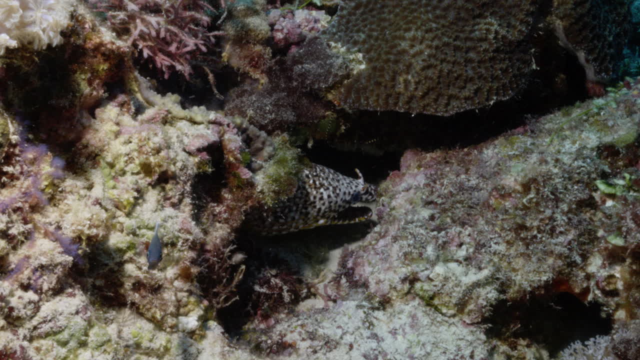 Beautiful Dragon moray eel heavily breathing on a beautiful and colourful reef