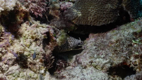 beautiful dragon moray eel heavily breathing on a beautiful and colourful reef