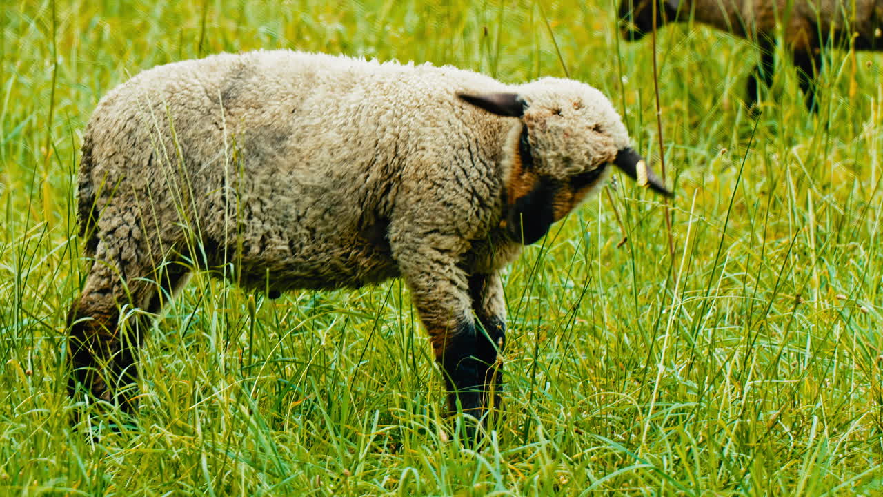 A blackheaded lamb happily nibbling on the vibrant meadows around it. A perfect addition to any nature-inspired project, from educational content to commercials and beyond