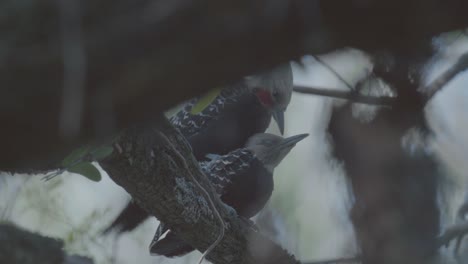 apareamiento de macho y hembra de pájaro carpintero de cresta rubia