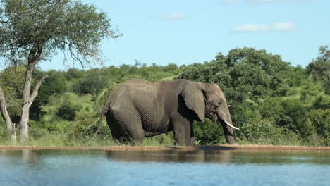 low angle of an african elephant feeding in the distance behind a waterhole. filmed from a photographic hide in the greater kruger.