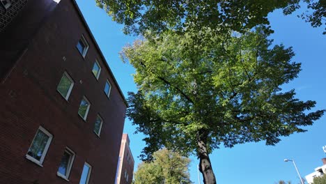 a point of view shot walking along a berlin street lined with trees and buildings under a clear blue sky, showcasing urban life. tilt down
