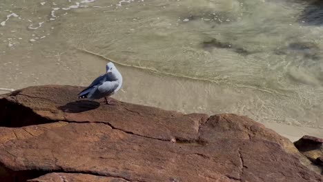 lone seagull sitting on rock