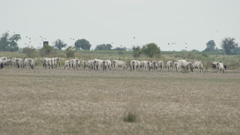 large of hungarian grey cattle grazing and crossing meadow