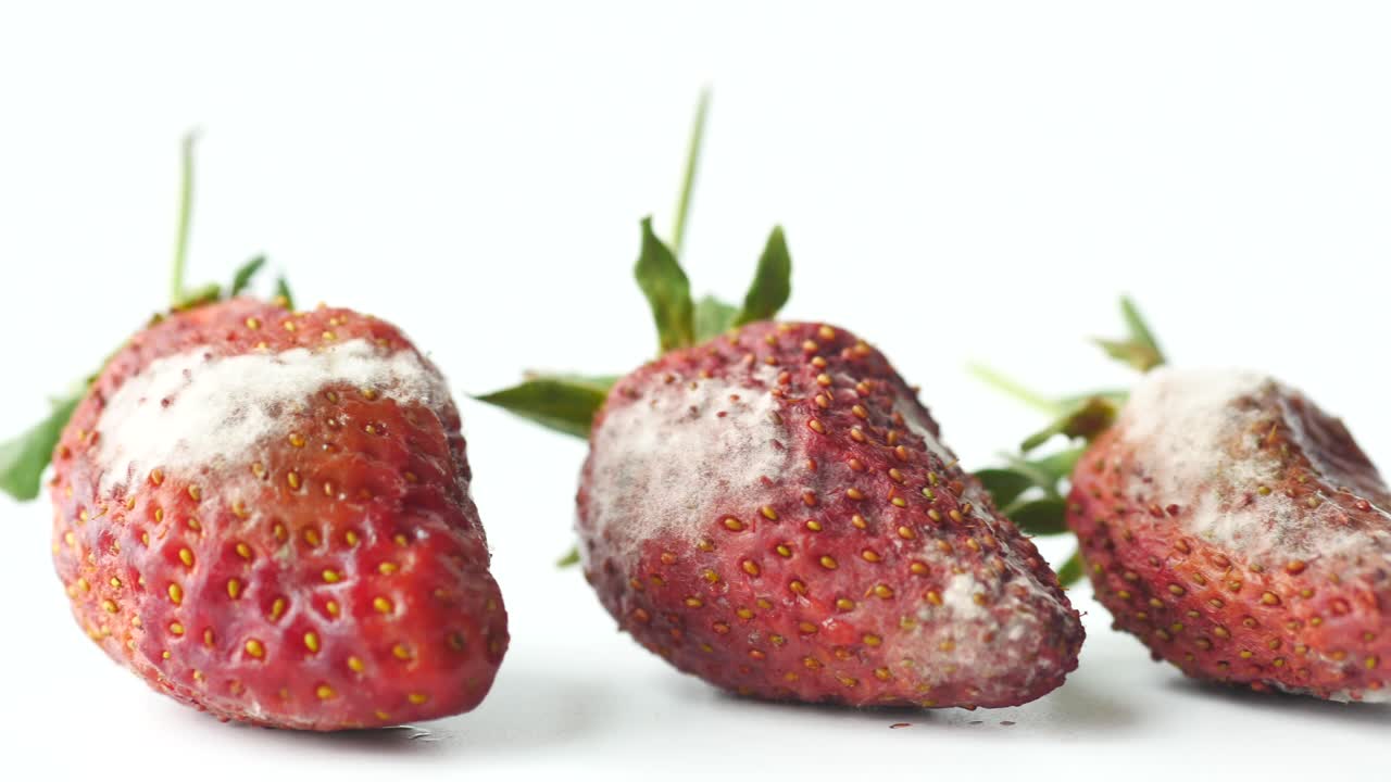 moho gris en las fresas en la mesa