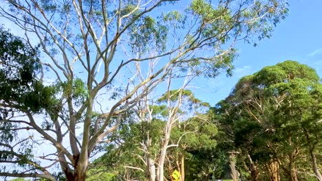 un viaje sereno a través de exuberantes bosques de eucaliptos bajo un cielo azul claro, capturando la esencia de la tranquilidad de la naturaleza.