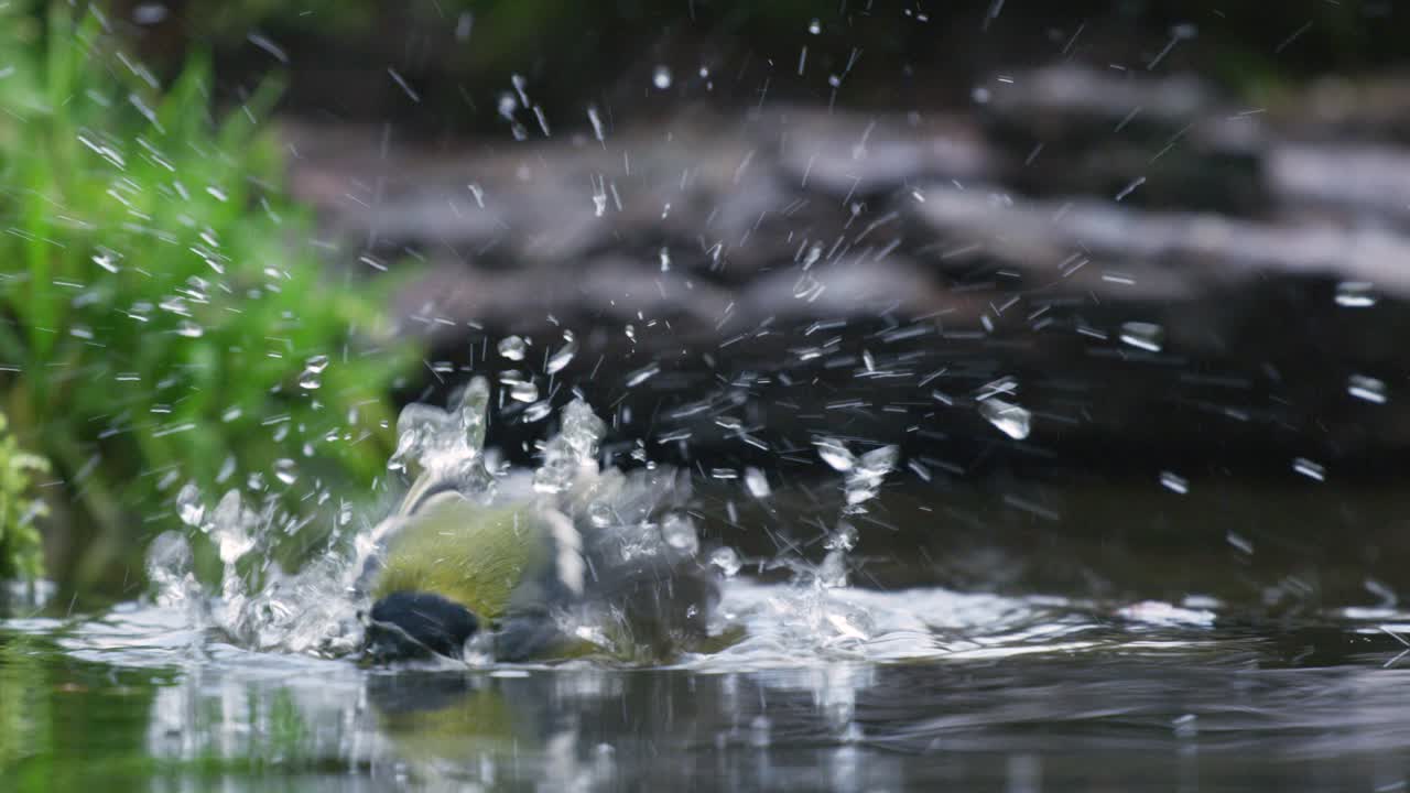 tiro de cerca bajo de un gran tit, chapoteando en una piscina poco profunda a la sombra del bosque y luego saltando fuera del agua, cámara lenta