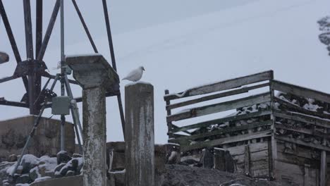 Pájaro-Petrel-De-Nieve-Sobre-Columna-De-Hormigón-Bajo-La-Torre-De-La-Base-De-La-Estación-De-Investigación-De-La-Antártida