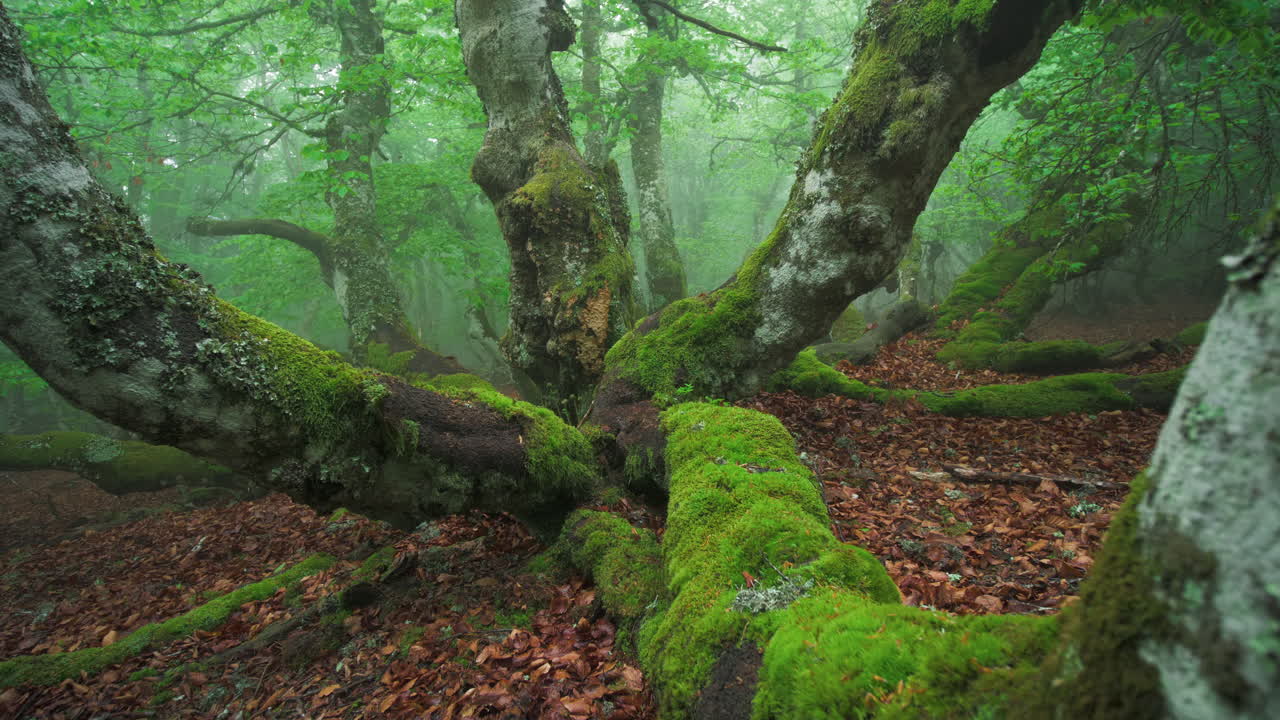 a misty beech forest in the Pilat park in france