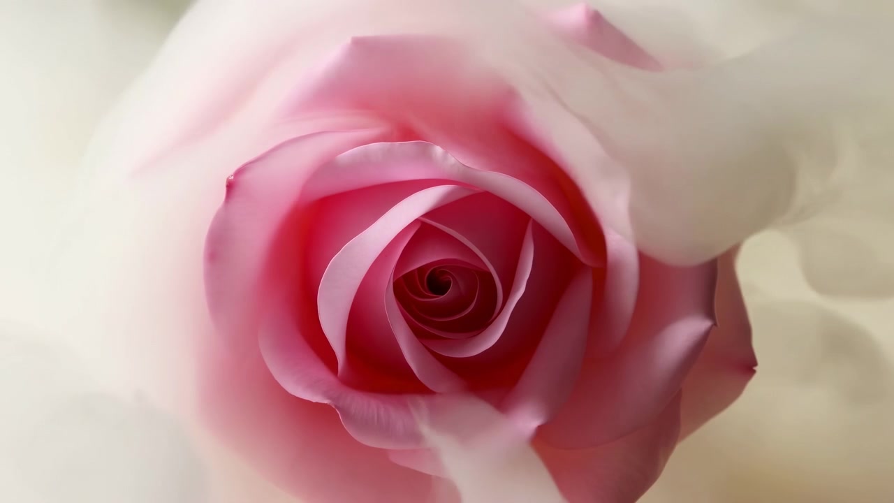 Primo piano: Vortice di petali di rosa rosa, texture vellutata, sfumatura pastello delicata, bassa profondità di campo, bokeh cremoso, centrale.